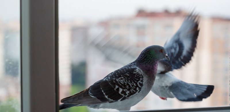 Medidas para ahuyentar a las palomas