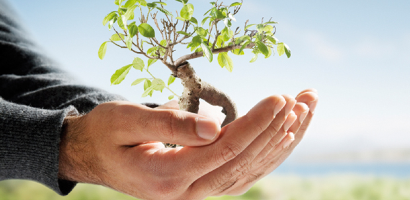 Cuidados básicos para tus plantas