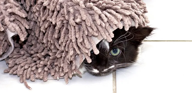 Ácaros en la alfombrilla del baño por humedad
